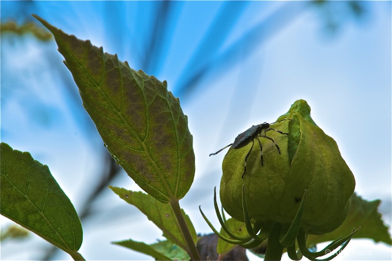 Bug on a Seedpod