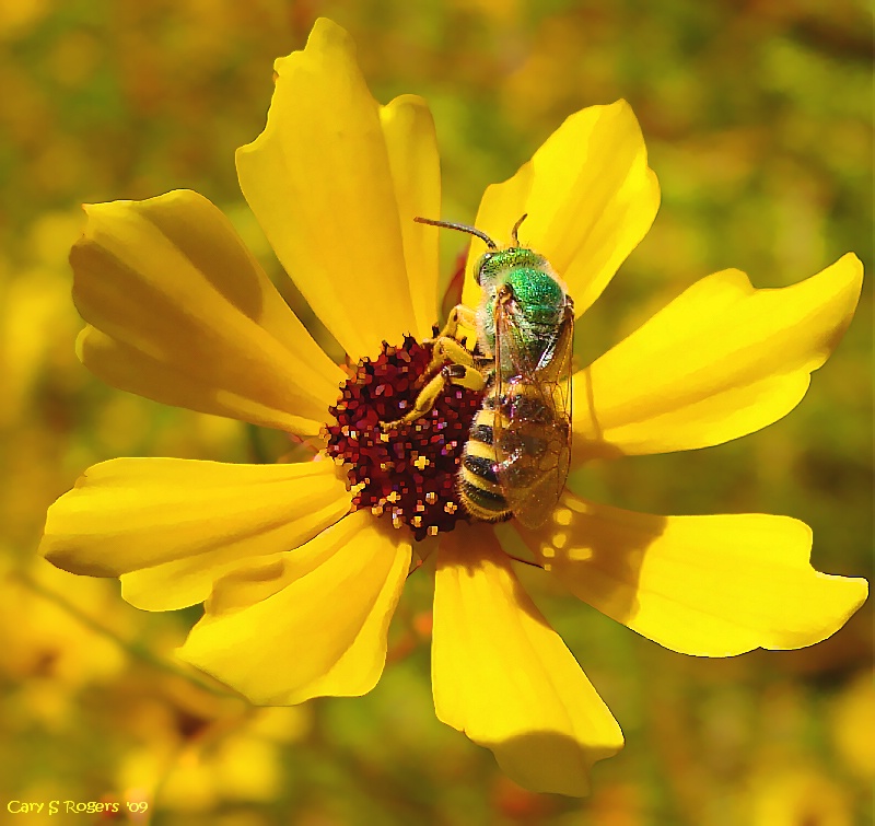 Green Metallic Bee on Wildflower