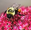 Bumble, Bumble