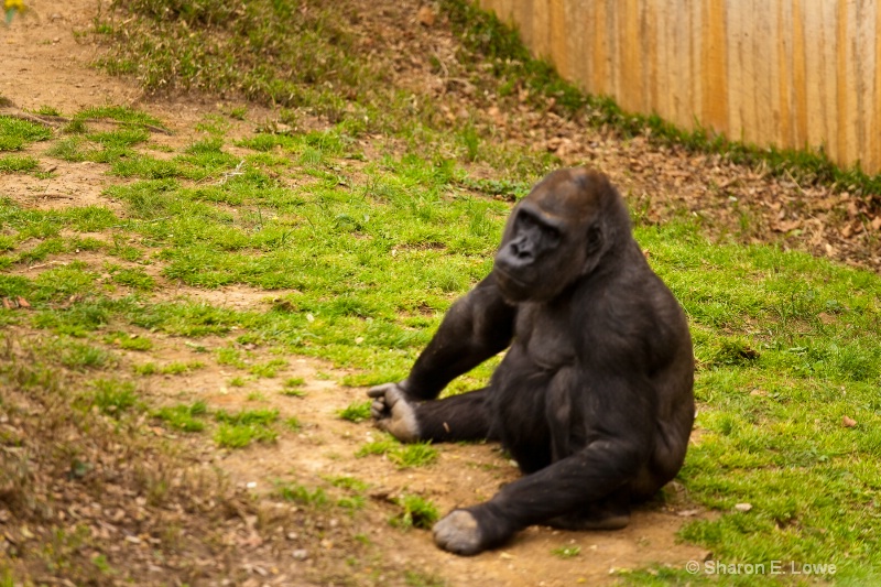 Male gorilla,  National Zoo, Washington, DC