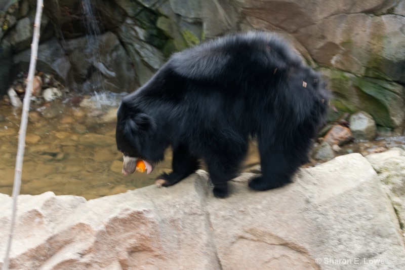 Sloth Bear eating an orange, National Zoo, Washing