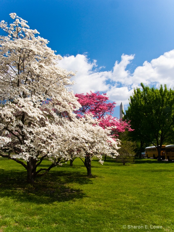 Washington Monument behind flowering trees, Washin - ID: 9060703 © Sharon E. Lowe