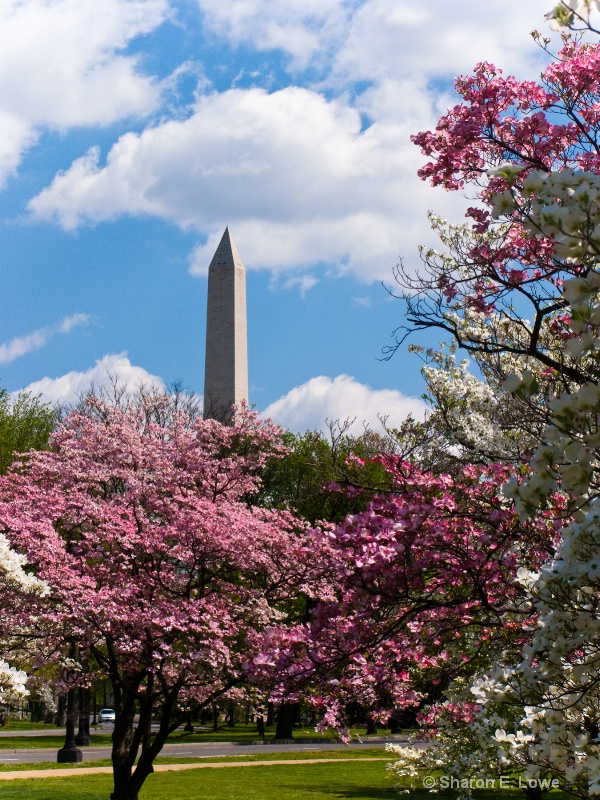 Washington Monument behind flowering trees, Washin