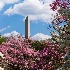 © Sharon E. Lowe PhotoID # 9060704: Washington Monument behind flowering trees, Washin