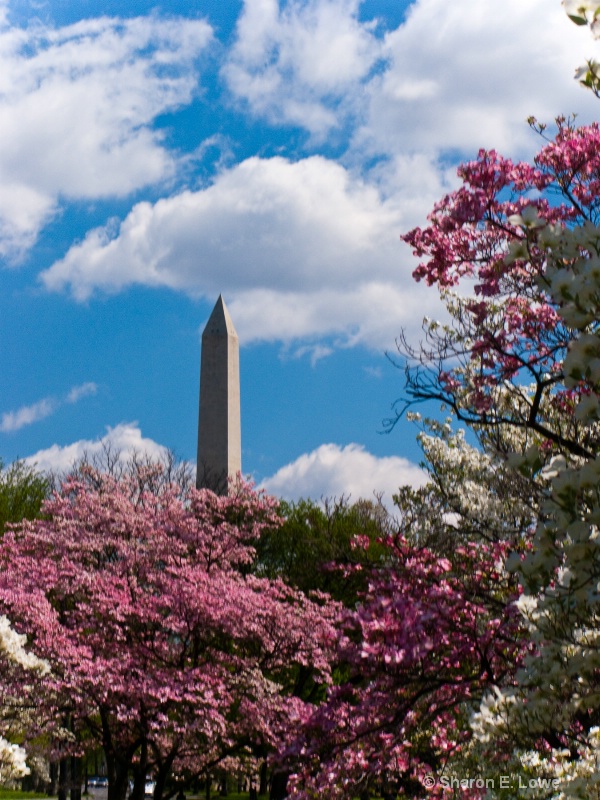 Washington Monument behind flowering trees, Washin