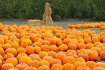Pumpkins in Carme...