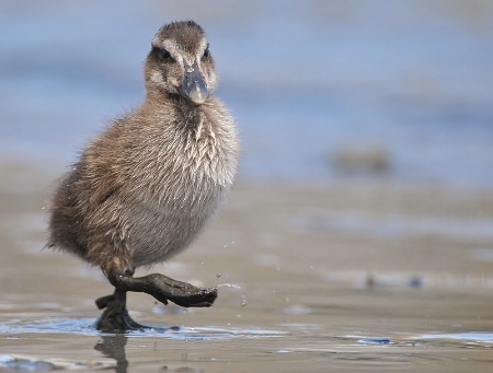 Happy Duckling