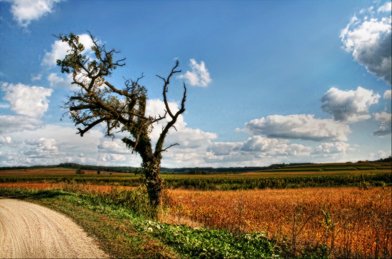 Tree on a Gravel Road
