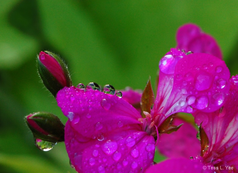 Pretty in Pink