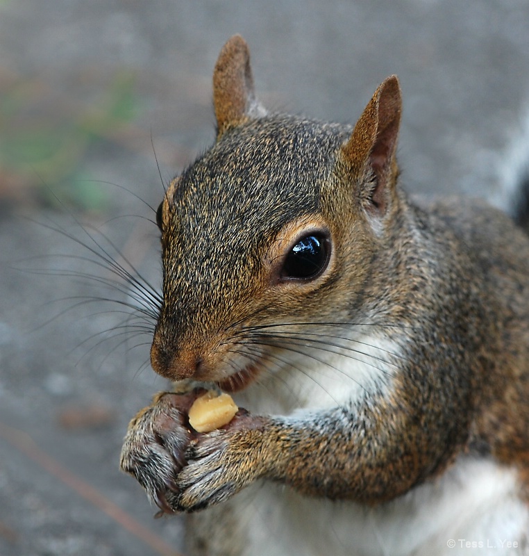 A Squirrel's Answered Prayer