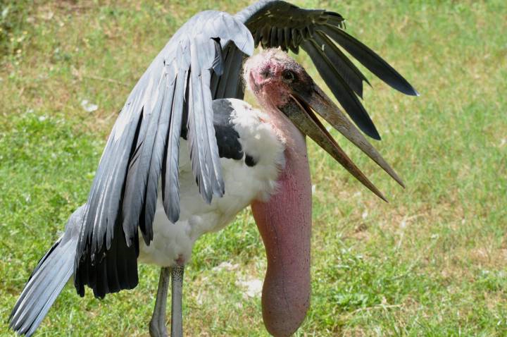 Marabou Stork