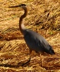 Heron