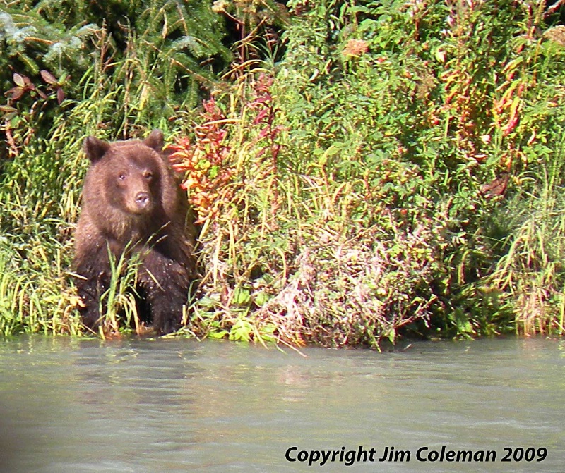 Young  Grizzly