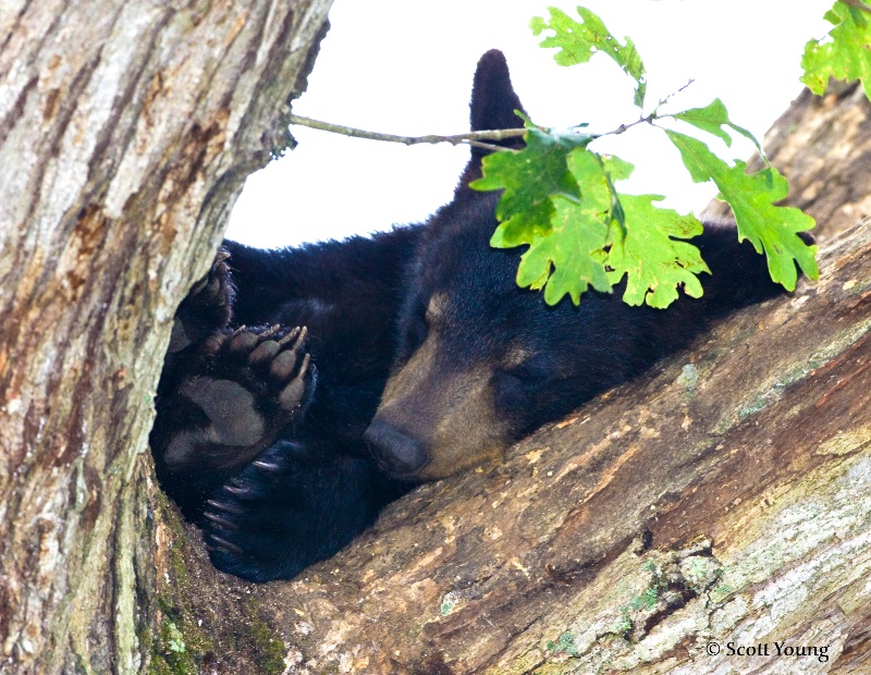 Sleeping Bear Cub; Cades Cove, TN - ID: 9065912 © Richard S. Young