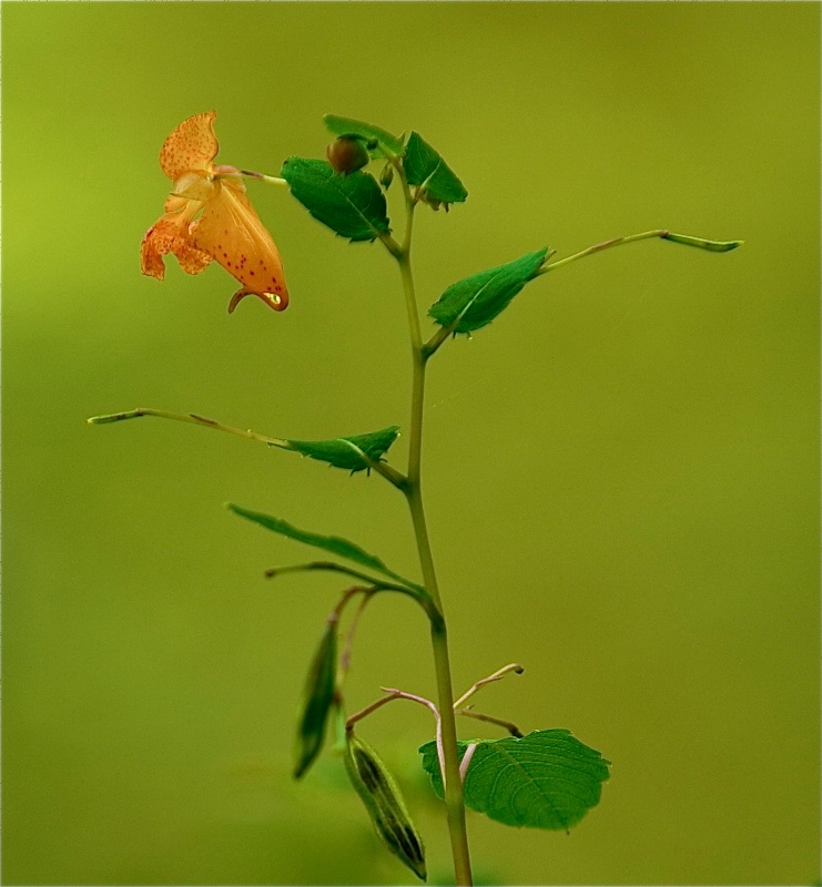 Snapdragon at Eastern College - ID: 9067039 © Kitty R. Kono