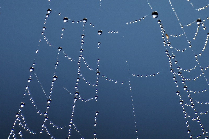 Dew Drops And The Spider Web