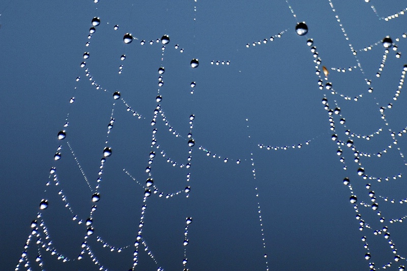 Dew Drops And The Spider Web