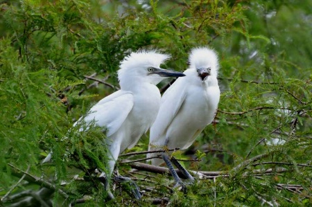 Baby  Egrets