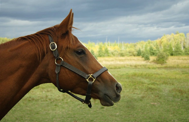 A Chestnut Beauty