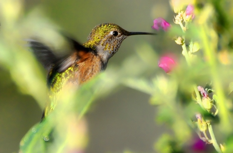 hummingbird humming