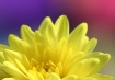 Sweet Lemon Yello...