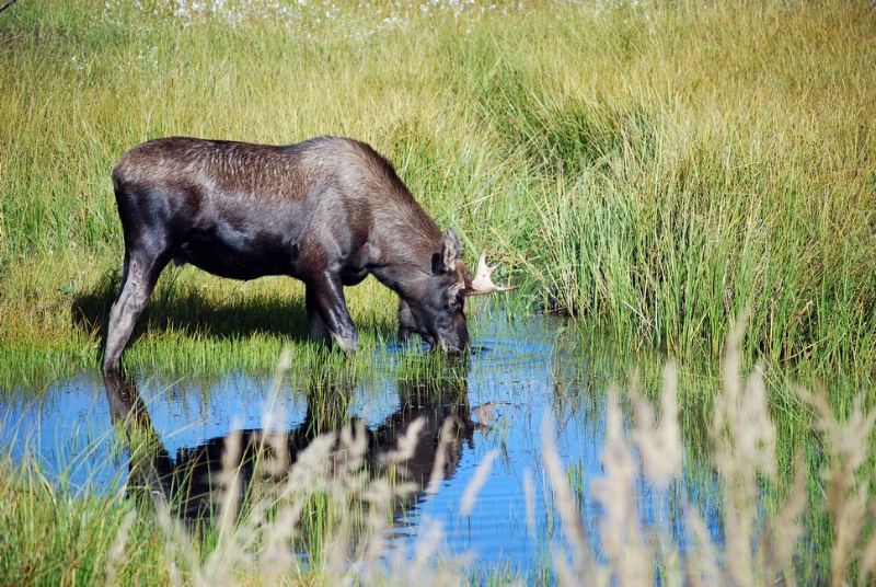 Moose Mirror