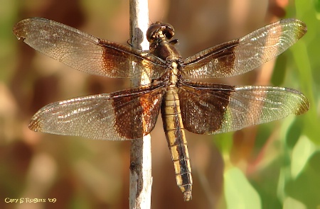 September Dragonfly