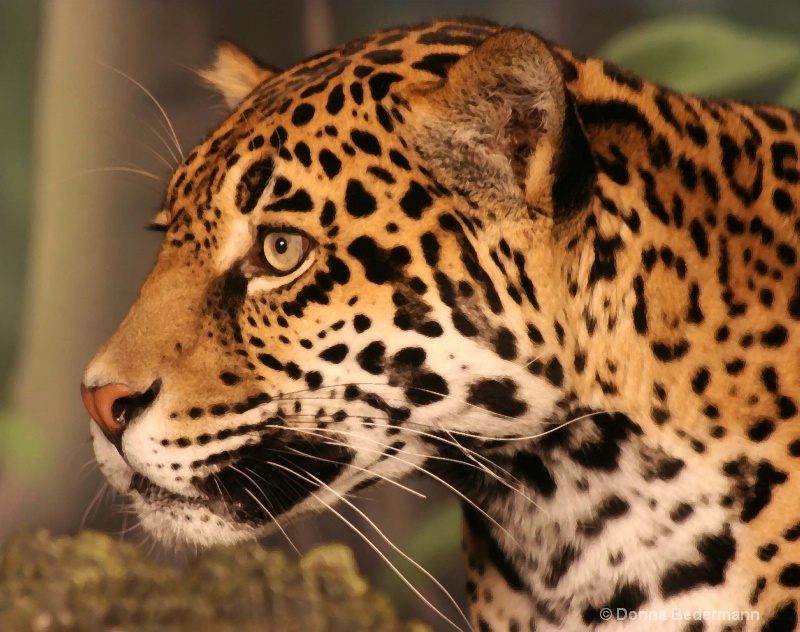 Watchful Jaguar