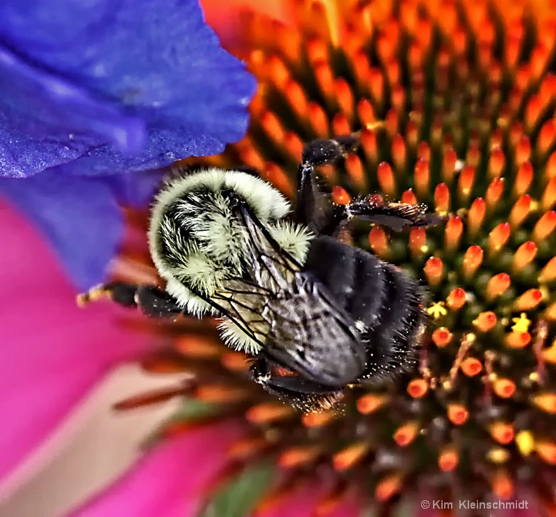 Beautiful Blossom & Bee