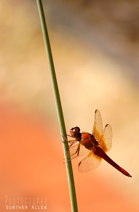 Red Dragonfly Dawn