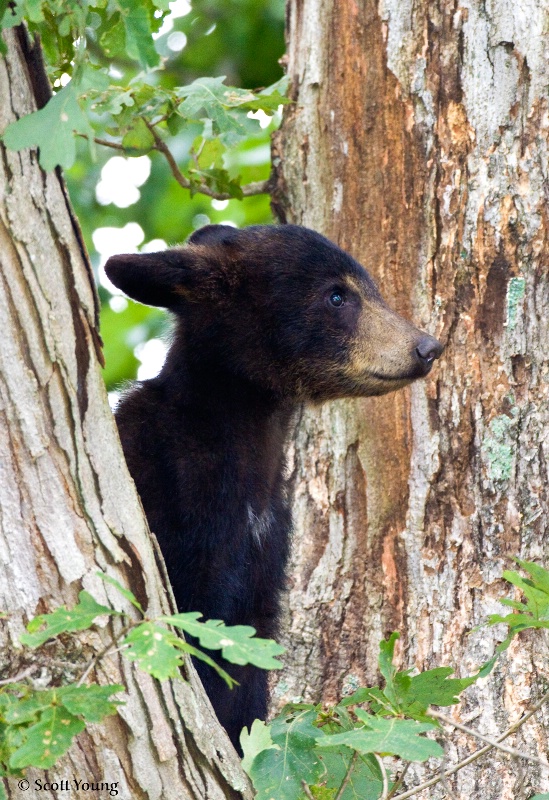 Bear Cub; Cades Cove, TN - ID: 9074823 © Richard S. Young
