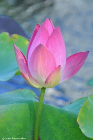 Lotus_1