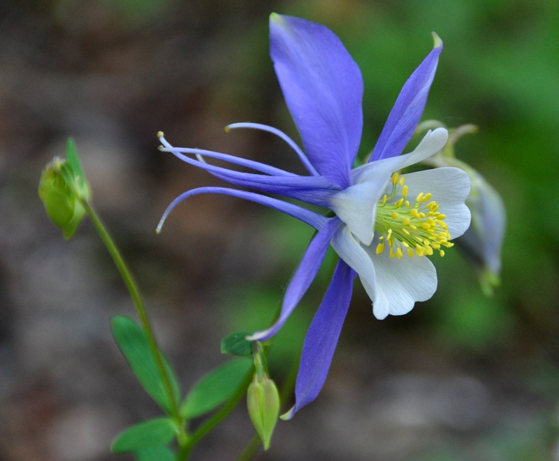 columbine