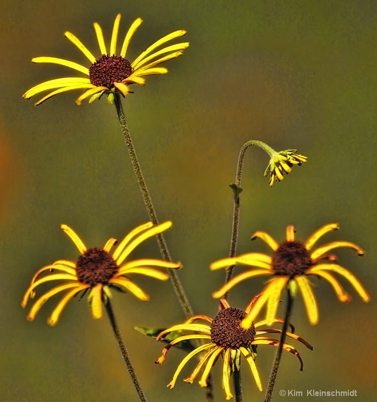 Daisies 