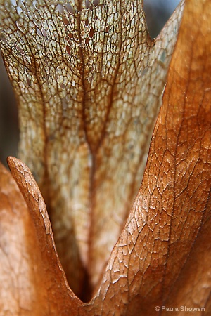 Copper and Lace