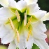 © Lisza M. Coffey PhotoID# 9080195: macro flower