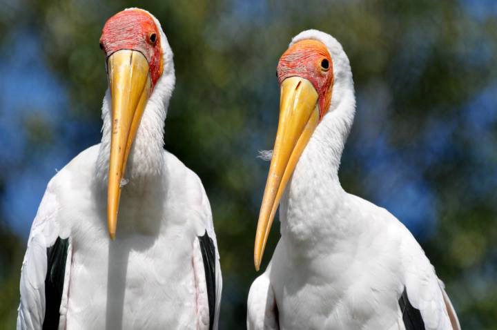 Yellow Billed Storks