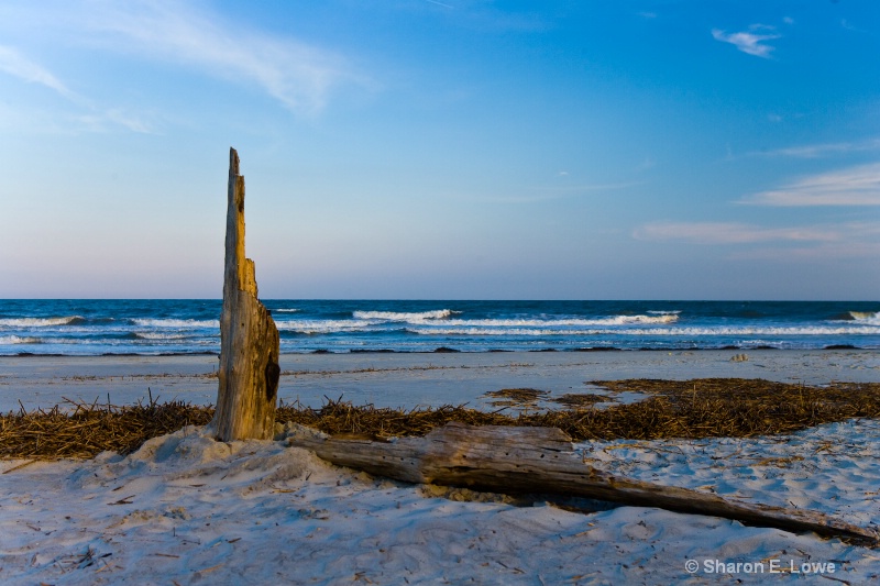 Log on beach - ID: 9083734 © Sharon E. Lowe