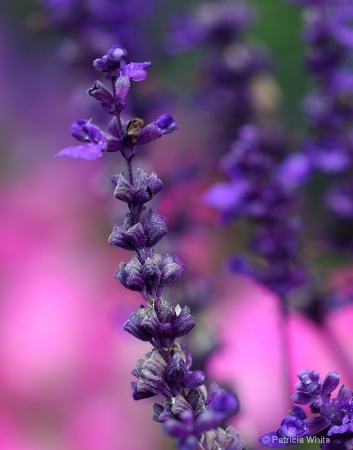 Lavender