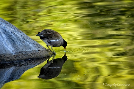 Mirror Image