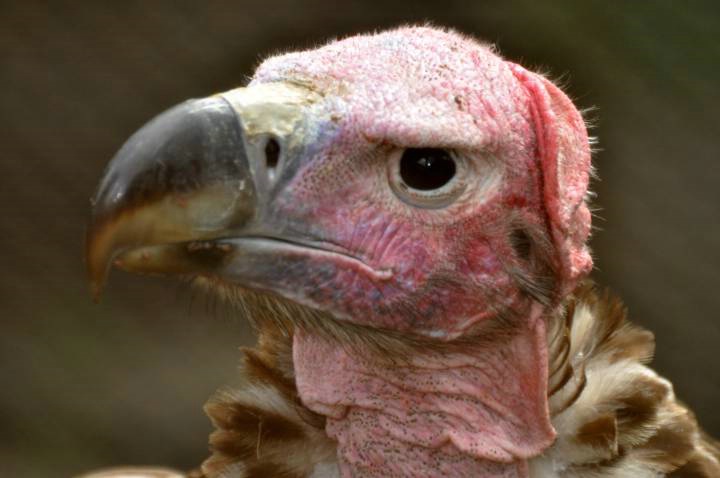 Lappet Faced Vulture