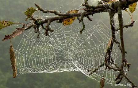 dew web