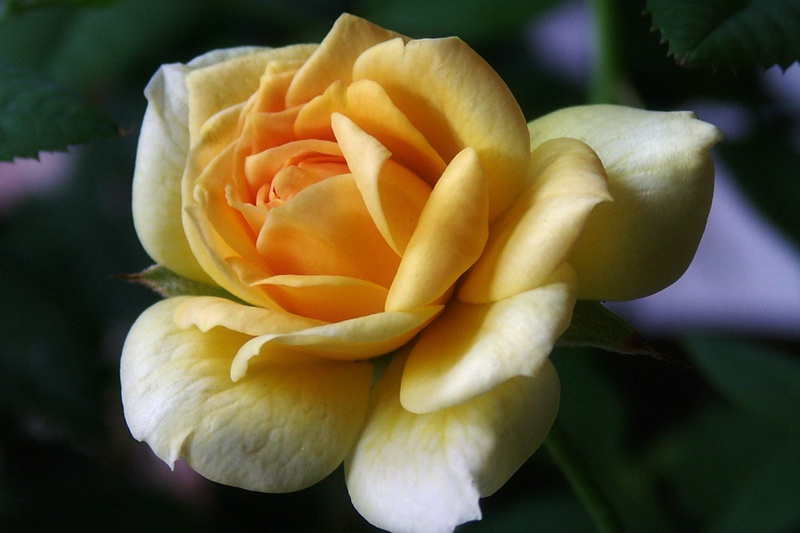 Yellow Rose of  Texas