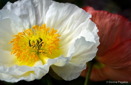 Complimentary Poppies