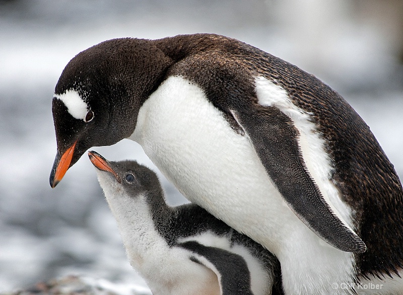 <b>Antarctic Amor</b>