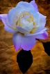 a rose