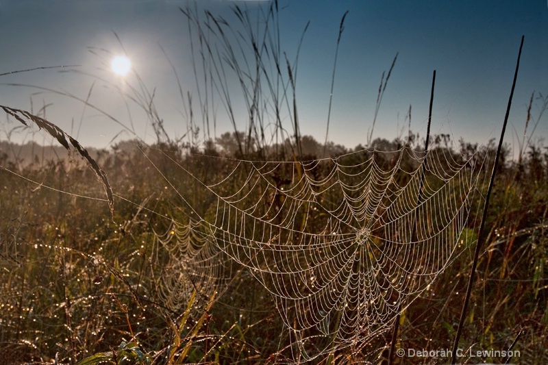 Sun Shines on Spiderwebs - ID: 9091477 © Deborah C. Lewinson