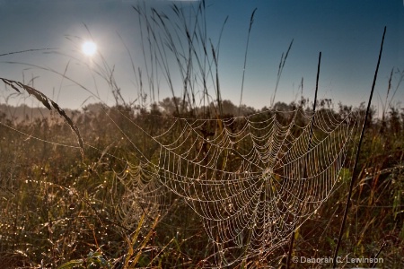 Sun Shines on Spiderwebs