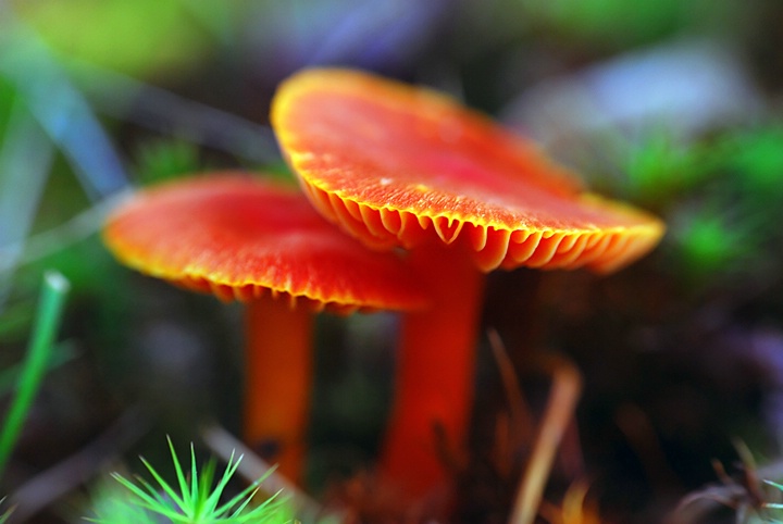 Orange Mushrooms - ID: 9091554 © Eric Highfield