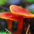 2Orange Mushrooms - ID: 9091554 © Eric Highfield